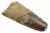 Fossil Spinosaurus Tooth - Real Dinosaur Tooth #246901-1